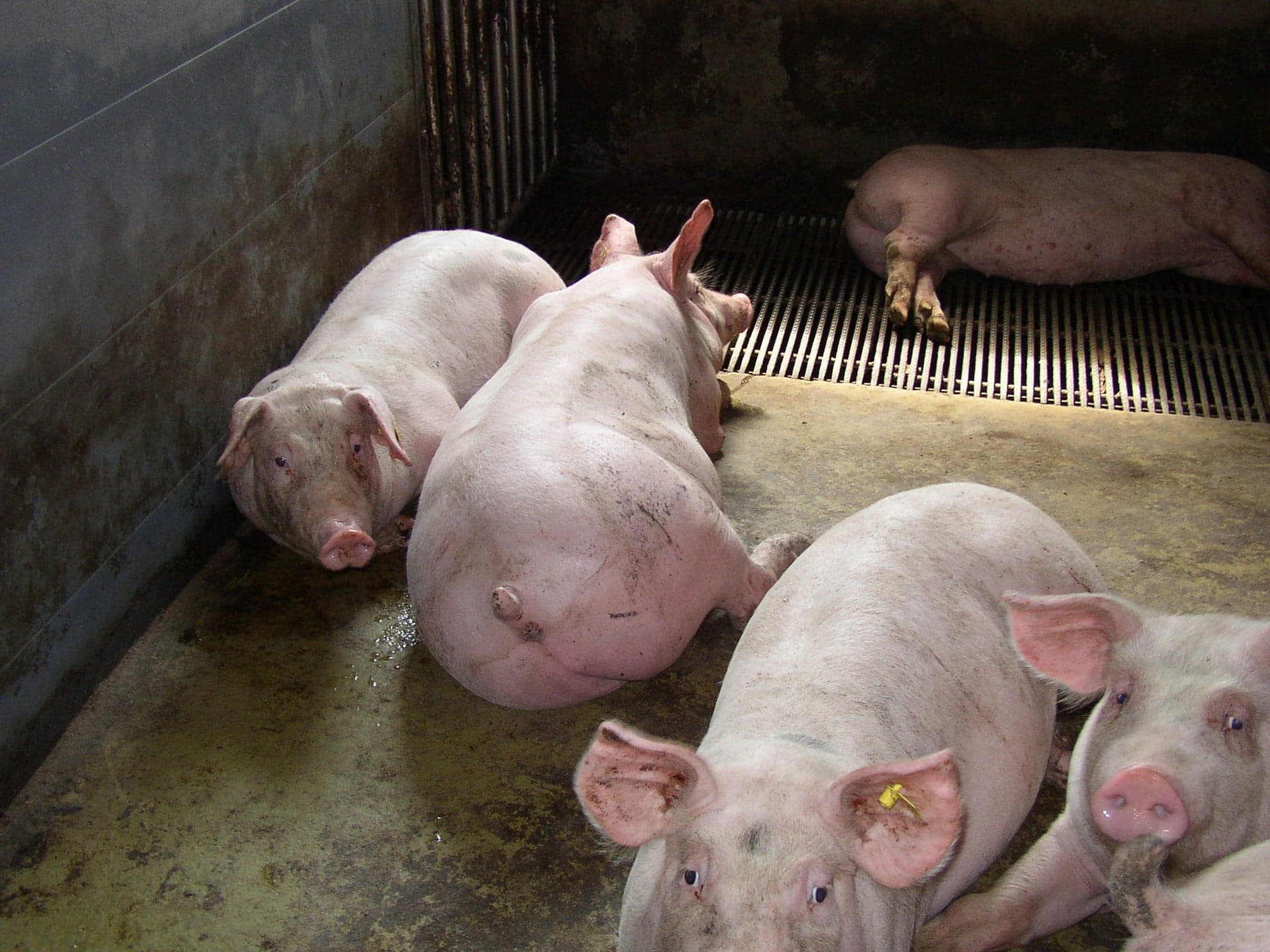 Case for being a vegetarian: To eat meat or not: what does your moral instinct say?